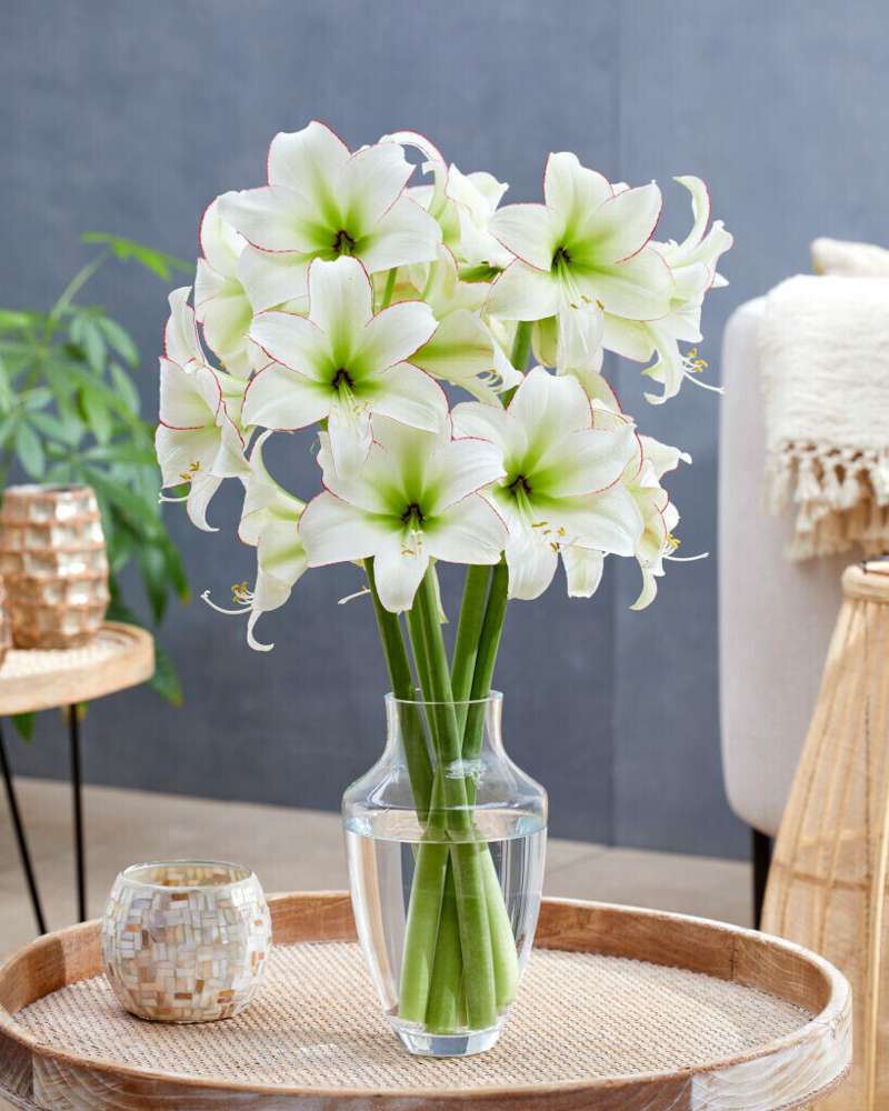 Amaryllis 'Sissi'